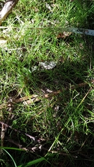 Schoenus maschalinus