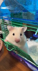 Mesocricetus auratus