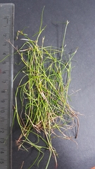 Schoenus maschalinus