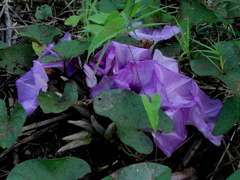 Ipomoea setifera