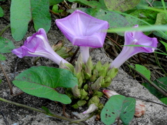 Ipomoea setifera