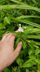 Epilobium pallidiflorum