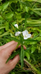 Epilobium pallidiflorum