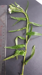 Epilobium pallidiflorum