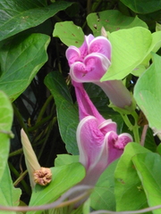 Ipomoea setifera