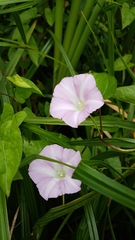 Calystegia sepium roseata