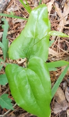 Smilax tamnoides