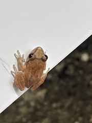 Eleutherodactylus coqui