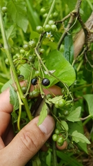 Solanum opacum
