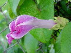 Ipomoea setifera