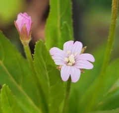 Epilobium ciliatum