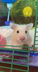 Mesocricetus auratus