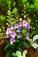 Angelonia angustifolia