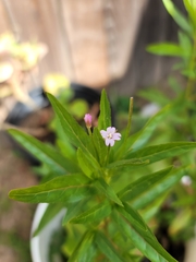 Epilobium ciliatum