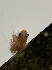 Eleutherodactylus coqui