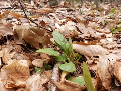Pyrola elliptica