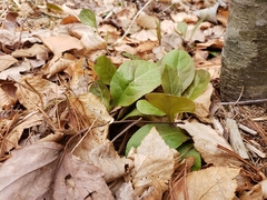 Pyrola elliptica