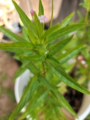 Epilobium ciliatum