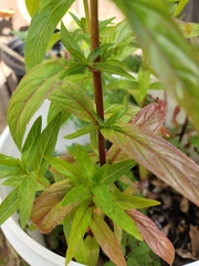 Epilobium ciliatum