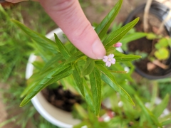 Epilobium ciliatum
