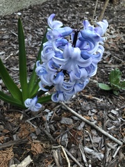 Hyacinthus