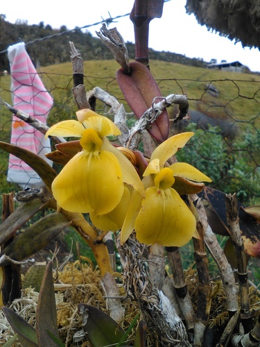 Epidendrum scutella Lindl.