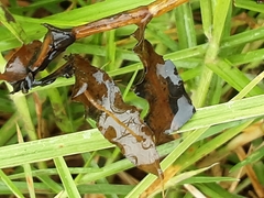 Potamogeton crispus