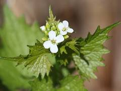 Alliaria petiolata