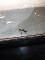 Odontomachus chelifer