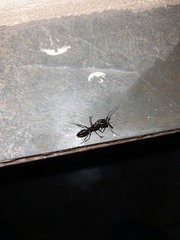 Odontomachus chelifer