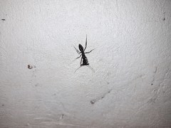 Odontomachus chelifer