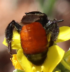 Andrena prima