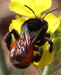 Andrena prima