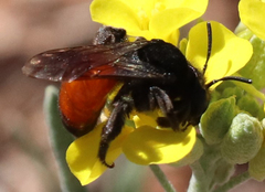 Andrena prima