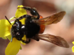 Andrena prima