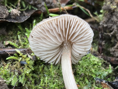 Pavasarinė gijabudė nuotrauka