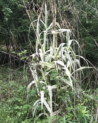 Arundo donax versicolor
