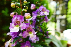 Angelonia angustifolia