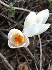 Crocus aleppicus