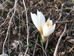 Crocus aleppicus
