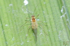 Aphididae