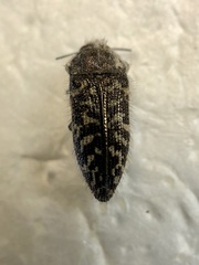 Acmaeodera labyrinthica