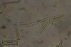 Fragilariophycidae
