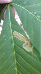 Phytomyza aesculi