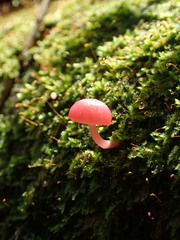 Mycena roseilignicola