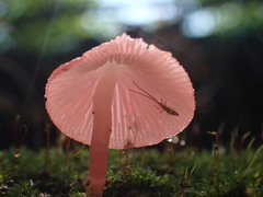 Mycena roseilignicola