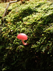 Mycena roseilignicola