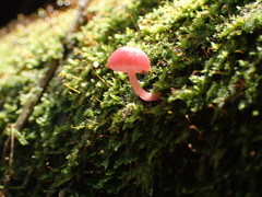 Mycena roseilignicola