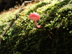 Mycena roseilignicola