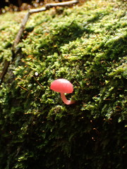 Mycena roseilignicola